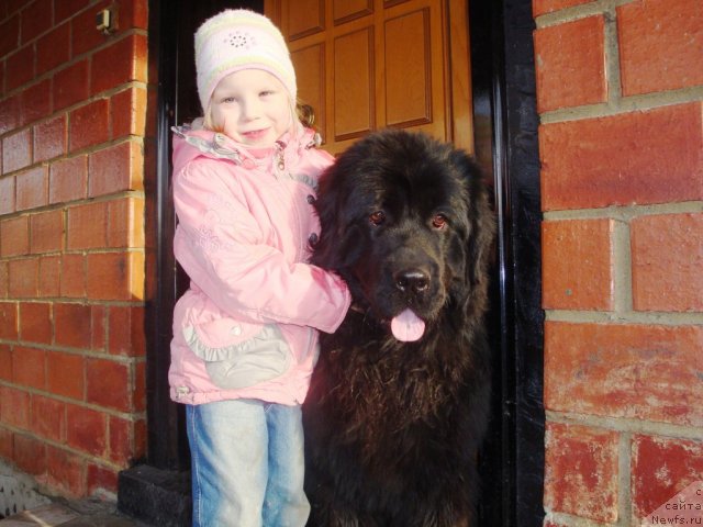 Фото: Вика, ньюфаундленд Их Высочество Глория Айрис (Ih Visochestvo Gloria Airis)