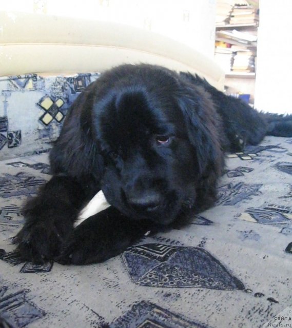 Фотография № 64218