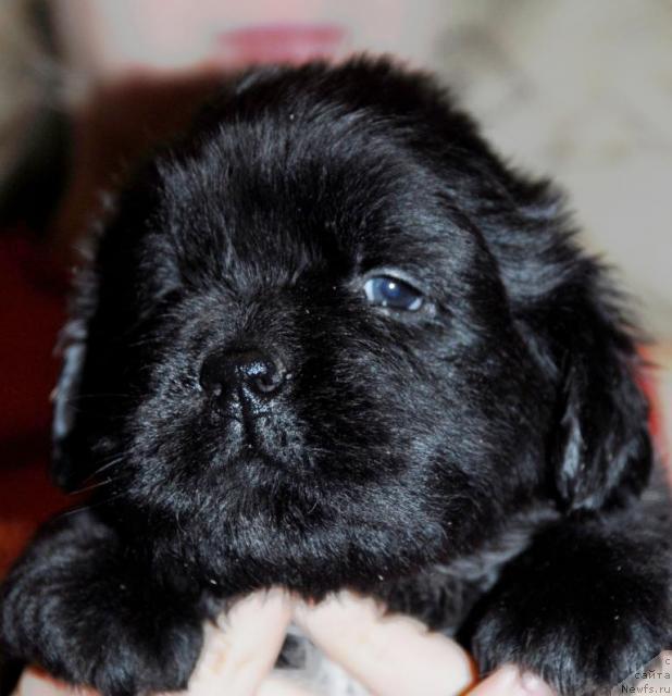 Фото: ньюфаундленд Сент Джонс Нирвана