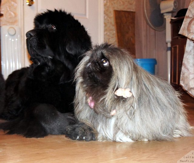 Фотография № 64238