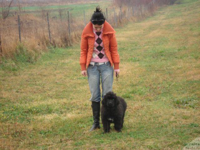 Фото: ньюфаундленд Eleganza vom Darius Land, Бонка Георгиева