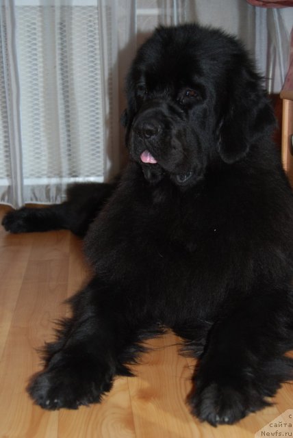 Фото: ньюфаундленд Формула Любви от Сибирского Медведя