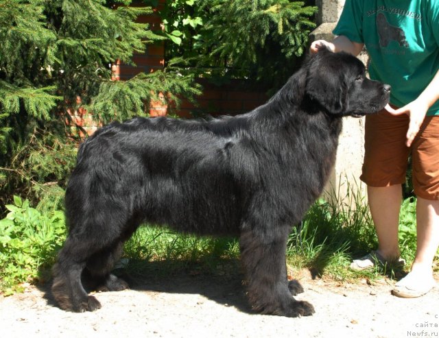 Фото: ньюфаундленд Сент Джонс Техасский Рейнджер