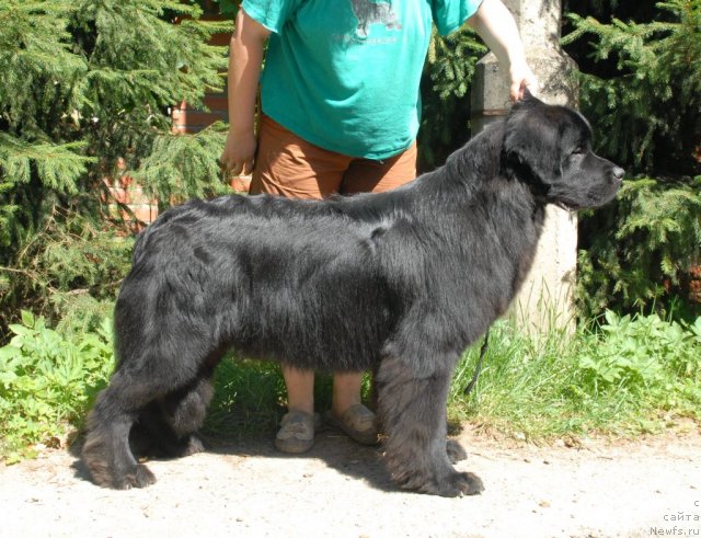 Фото: ньюфаундленд Сент Джонс Техасский Рейнджер