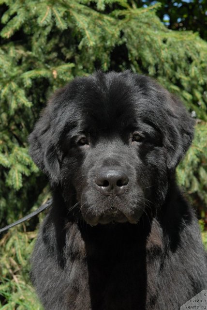 Фото: ньюфаундленд Сент Джонс Техасский Рейнджер