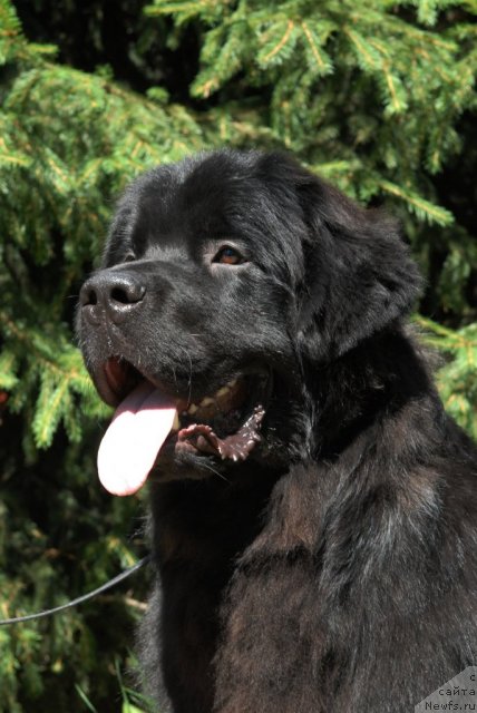 Фото: ньюфаундленд Сент Джонс Техасский Рейнджер