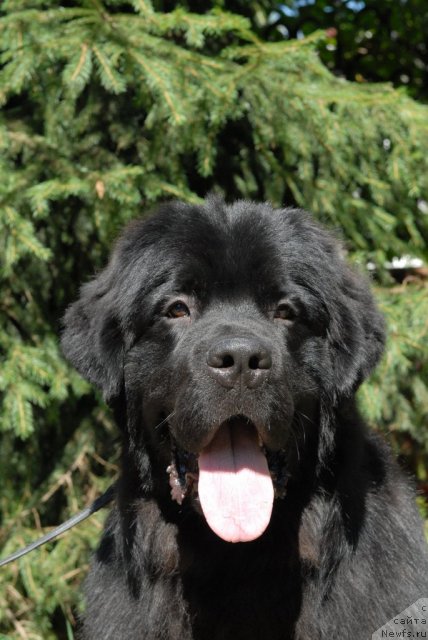 Фото: ньюфаундленд Сент Джонс Техасский Рейнджер