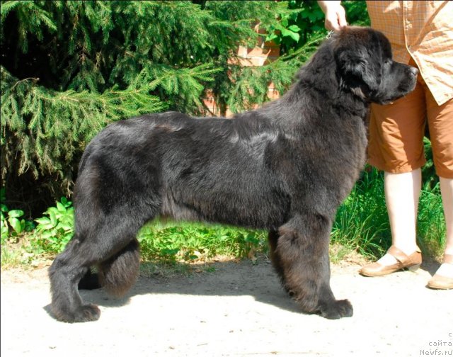 Фото: ньюфаундленд Сент Джонс Таис Афинская