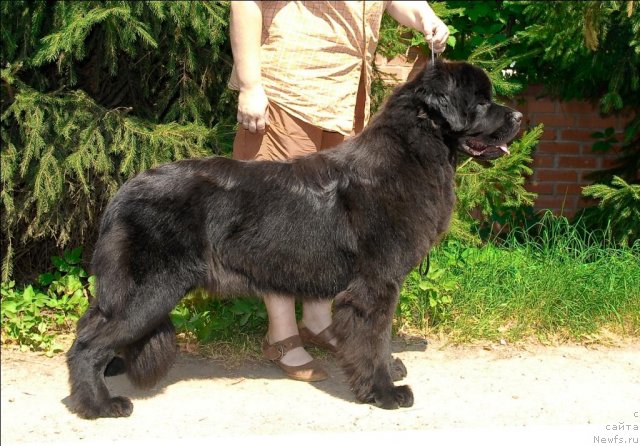 Фото: ньюфаундленд Сент Джонс Таис Афинская