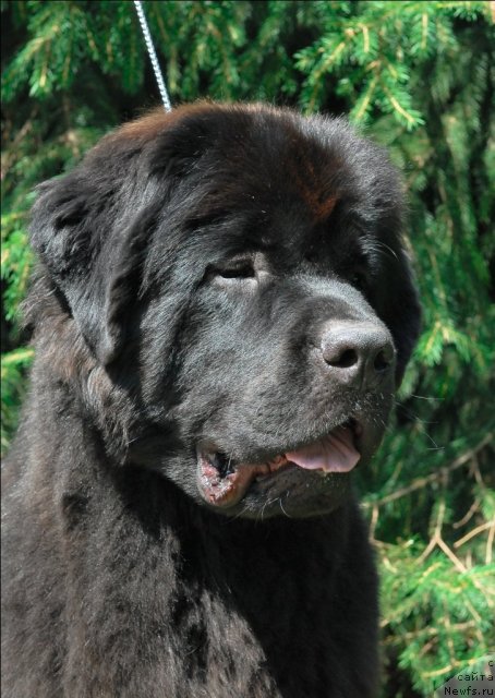 Фото: ньюфаундленд Сент Джонс Таис Афинская