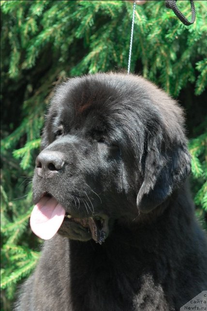 Фото: ньюфаундленд Сент Джонс Таис Афинская