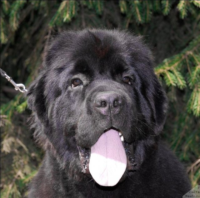 Фото: ньюфаундленд Сент Джонс Таис Афинская