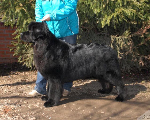 Фото: ньюфаундленд Сент Джонс Тендер Кисс оф Элли (Sent Djons Tender Kiss of Elly)