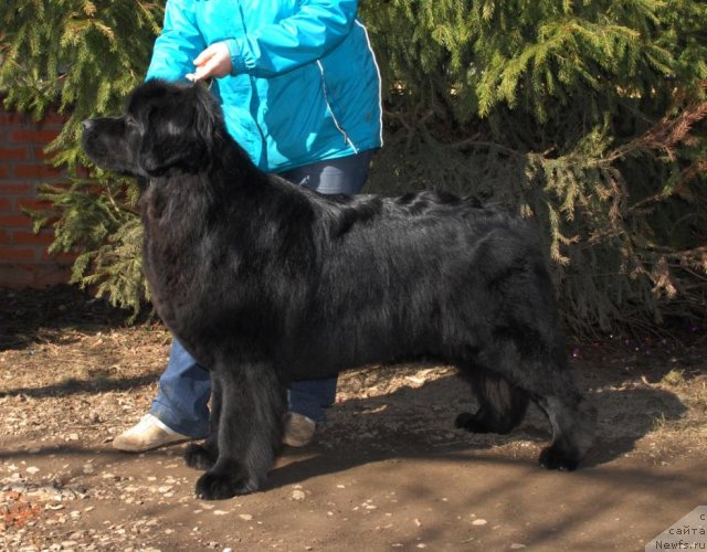 Фото: ньюфаундленд Сент Джонс Тендер Кисс оф Элли (Sent Djons Tender Kiss of Elly)