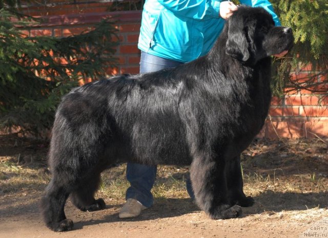 Фото: ньюфаундленд Сент Джонс Тендер Кисс оф Элли (Sent Djons Tender Kiss of Elly)