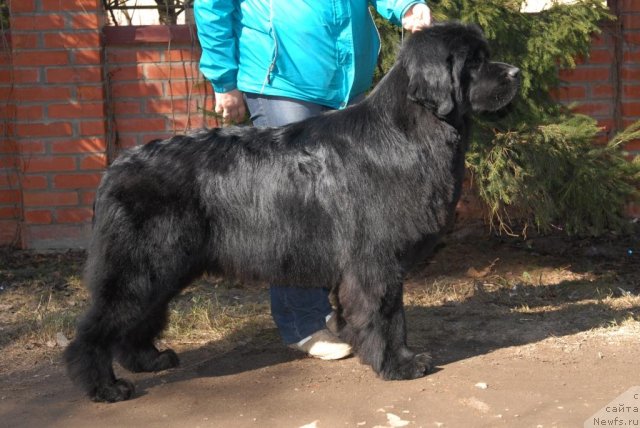 Фото: ньюфаундленд Сент Джонс Тендер Кисс оф Элли (Sent Djons Tender Kiss of Elly)