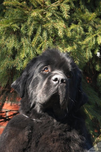 Фото: ньюфаундленд Сент Джонс Тендер Кисс оф Элли (Sent Djons Tender Kiss of Elly)