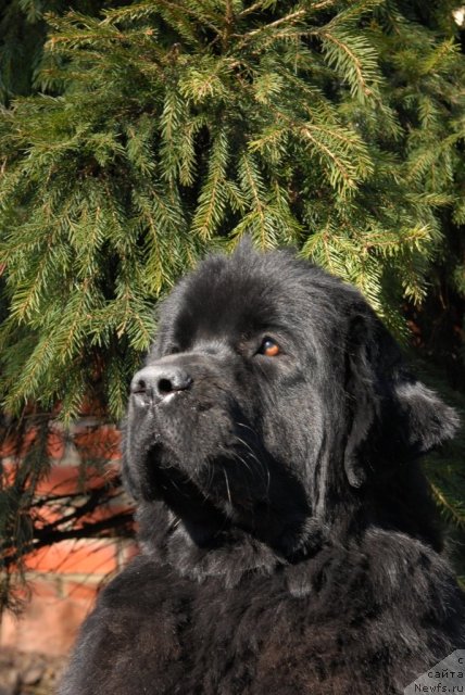 Фотография № 64272