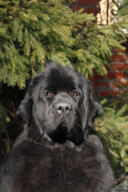 Фотография № 64274