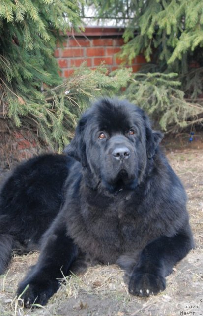 Фото: ньюфаундленд Сент Джонс Тендер Кисс оф Элли (Sent Djons Tender Kiss of Elly)