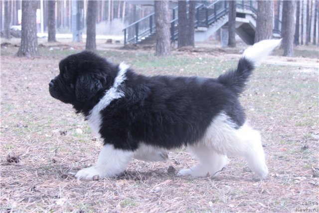 Фото: ньюфаундленд Супер Премиум Зиппи Сенсейшен