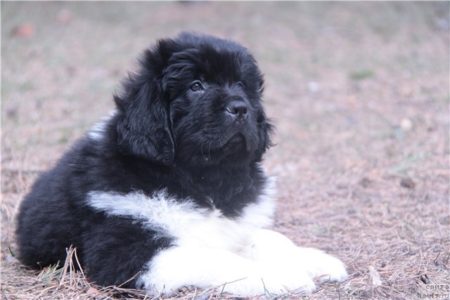 Фото: ньюфаундленд Супер Премиум Зиппи Сенсейшен