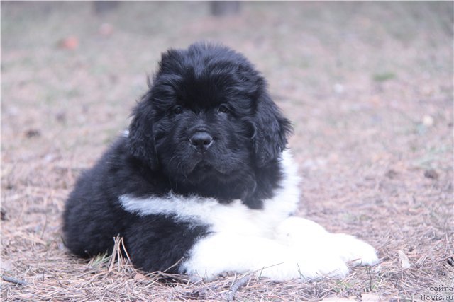 Фото: ньюфаундленд Супер Премиум Зиппи Сенсейшен