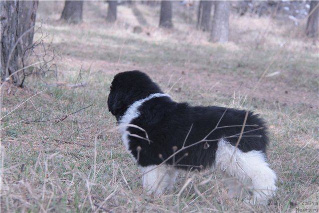 Фото: ньюфаундленд Супер Премиум Зиппи Сенсейшен