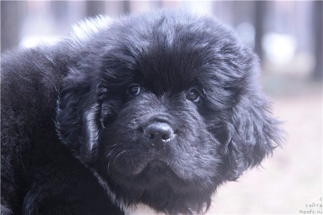 Фото: ньюфаундленд Супер Премиум Зиппи Сенсейшен