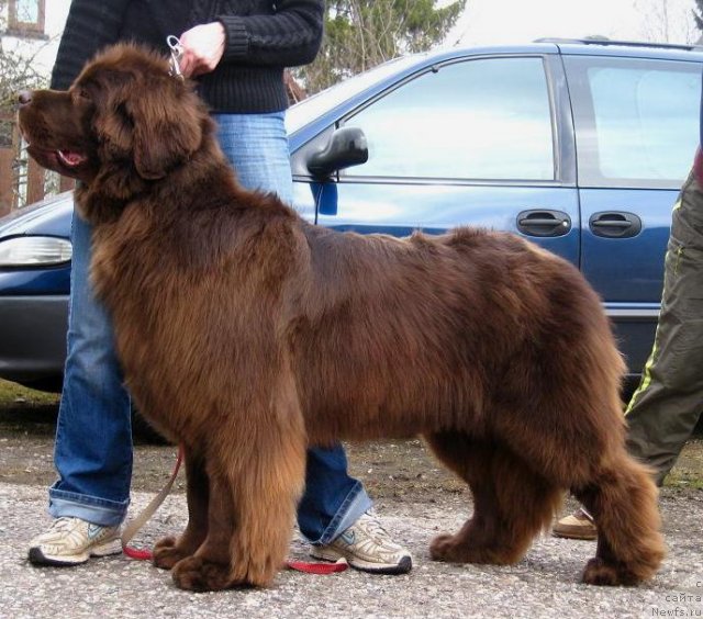 Фото: ньюфаундленд Newettas Vanessa