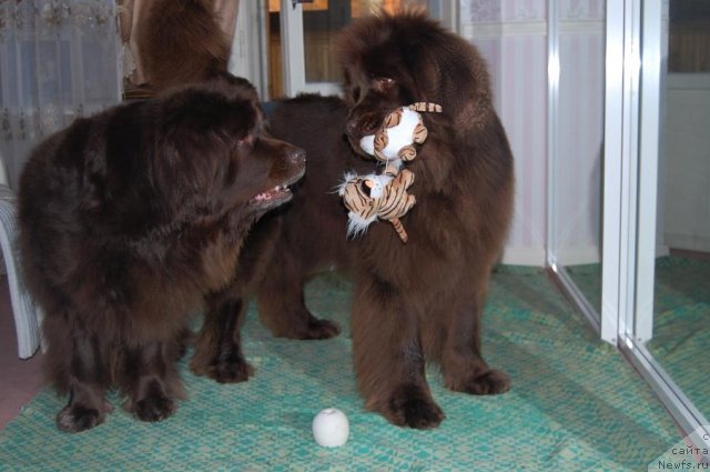 Фото: ньюфаундленд Sandra, ньюфаундленд Newettas Vanessa