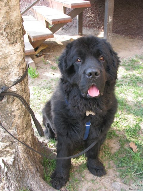 Фото: ньюфаундленд Судьбы Подарок