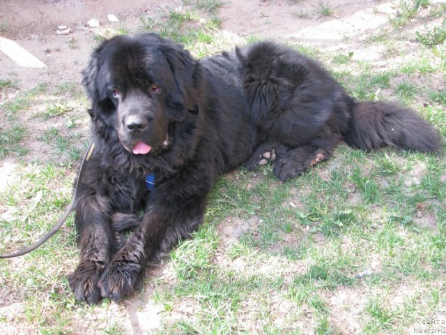 Фото: ньюфаундленд Судьбы Подарок