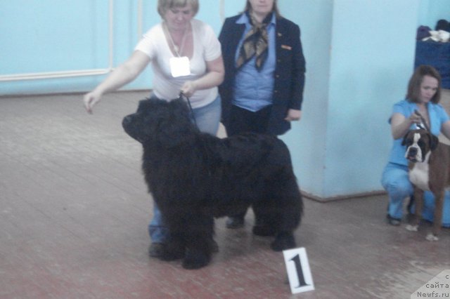 Фото: ньюфаундленд Акватория Келвин Интегра