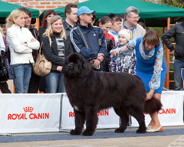 Фото: ньюфаундленд Потап Фидель