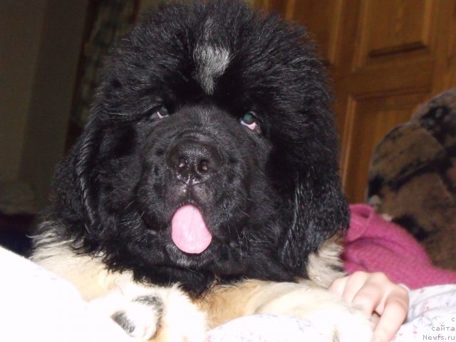 Фото: ньюфаундленд Жезл Монарха