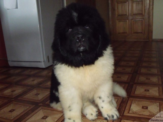 Фото: ньюфаундленд Жезл Монарха