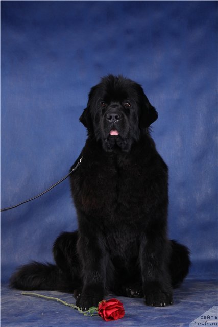 Фото: ньюфаундленд Сент Джонс Тендер Кисс оф Элли (Sent Djons Tender Kiss of Elly)