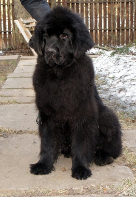 Фотография № 64342