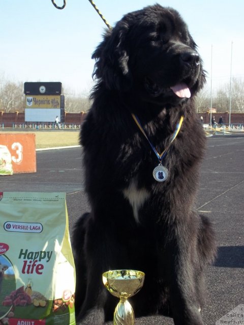 Фото: ньюфаундленд Лесли-Сиа Фловер (Leslley-Sia Flover)