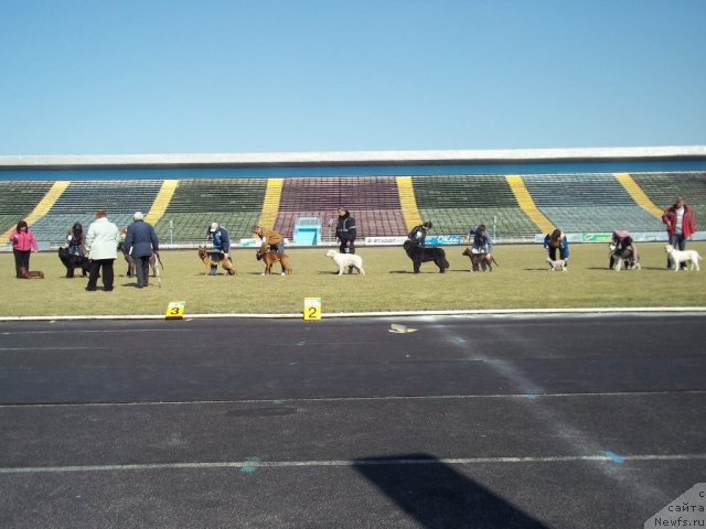 Фото: ньюфаундленд Лесли-Сиа Фловер (Leslley-Sia Flover)