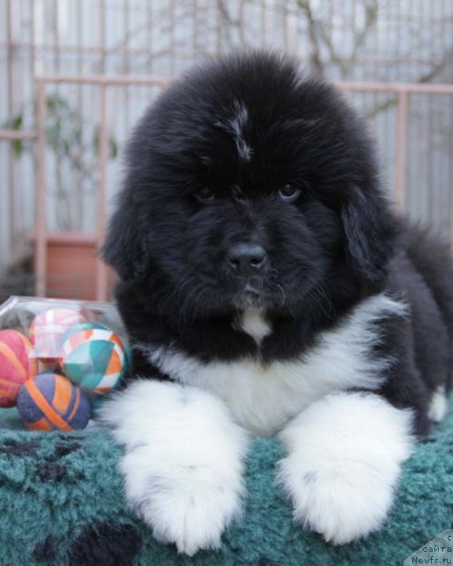 Фото: ньюфаундленд Узор с Берега Дона (Uzor s Berega Dona)