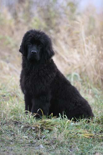 Фото: ньюфаундленд Арх Бьюти Окси Свет