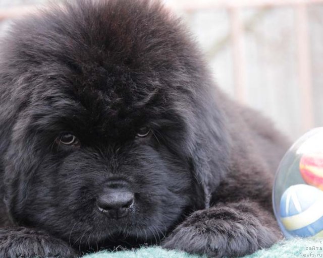 Фото: ньюфаундленд Успех с Берега Дона (Uspeh s Berega Dona)