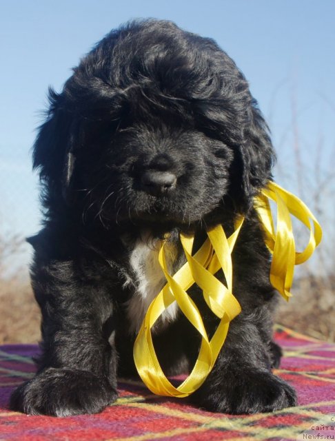 Фото: Piternyuf Edelweiss