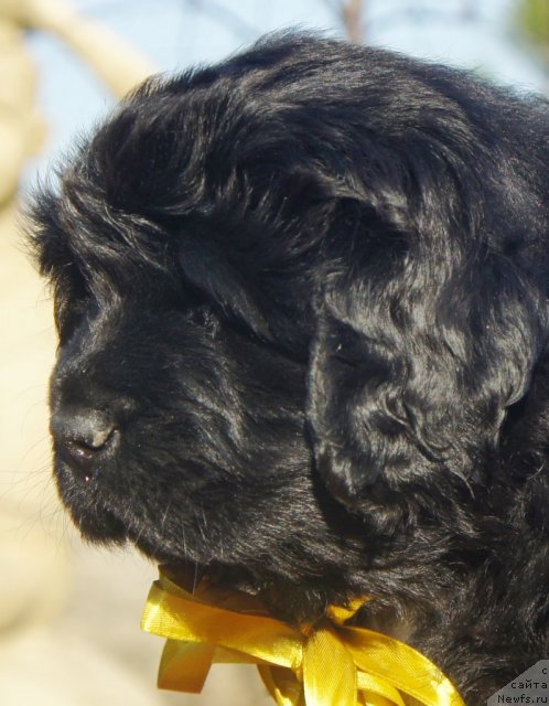 Фото: Piternyuf Edelweiss