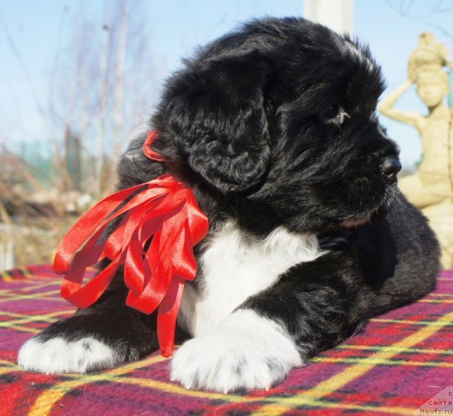 Фото: Piternyuf Enigma