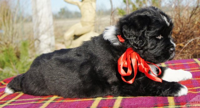 Фото: Piternyuf Enigma