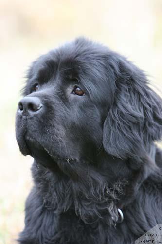 Фото: ньюфаундленд Чарующая Ночь от Марлеон Дусвик (Charuyuschaya Noch ot Marleon Dusvik)
