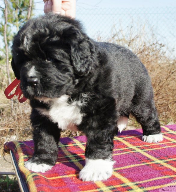 Фото: Piternyuf Enigma